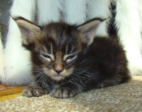     Catsvill County!   !    !       !!!    Catsvill County +7-926-544-74-09     .   ,   ,   ,    ,   ,  ,     ,   -,    ,   !